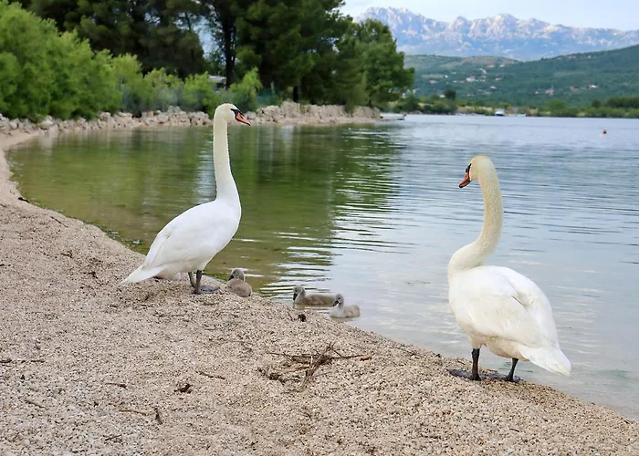 Σπίτι διακοπών House With A Swimming Pool - Cuskijas, Novigrad - 24776